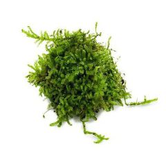 Christmas Moss (Vesicularia montagnei) aquarium plant for shrimp tanks and aquascaping
