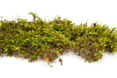 Buy the best Christmas Moss (golf ball size) online at The Shrimp Farm