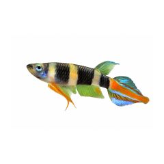 Clown killifish (Epiplatys annulatus) isolated on white background with colorful striped body and blue-orange tail fins.