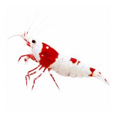 Crystal Red Shrimp (Caridina cantonensis) isolated on a white background for sale at The Shrimp Farm