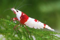 A Crystal Red shrimp swimming in a freshwater aquarium, showcasing their vibrant red and white coloration.