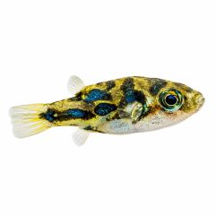 Dwarf pea puffer isolated on white background with blue and yellow patterning