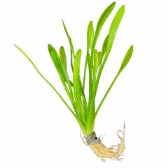 Dwarf Sag (Sagittaria Subulata) aquarium plant with healthy green leaves and roots on a white background