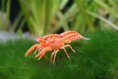 A Dwarf Orange Crayfish swimming in a freshwater aquarium, showcasing its vibrant orange coloration and distinctive pincers.