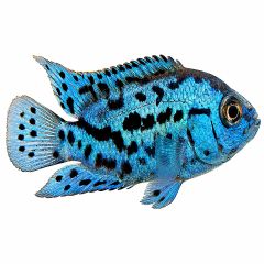 Electric Blue Jack Dempsey cichlid with metallic blue coloration on white background