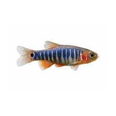 Emerald Dwarf Rasbora isolated on white background for freshwater aquarium