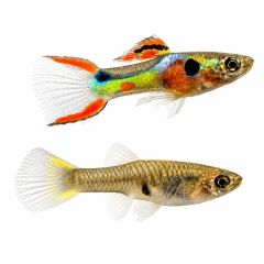 Breeder pair of Endler’s livebearers isolated on white background featuring colorful male Endler and female livebearer.