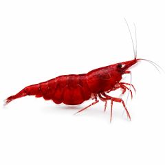 Fire Red Shrimp (Neocaridina davidi) on white background showing deep red coloration and breeding-quality freshwater aquarium shrimp.