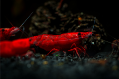 Fire red shrimp for sale at The Shrimp Farm. Image shows a vibrant red coloration on a shrimp, perfect for adding a pop of color to any aquarium.