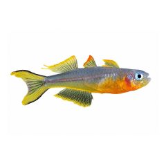 Forktail Blue Eye Rainbowfish isolated on white background for freshwater aquarium