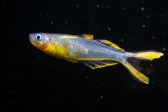 Buy the best Forktail Blue-Eye Rainbowfish online at The Shrimp Farm