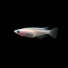 Galaxy Medaka Ricefish isolated on black background freshwater aquarium fish for sale 