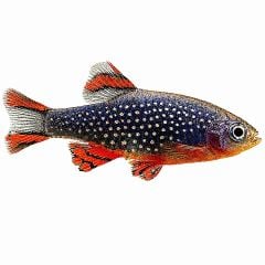 Galaxy rasbora freshwater nano fish isolated on white background for aquarium keeping