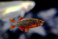 Buy the best Galaxy Rasboras (Celestichthys margaritatus) online at The Shrimp Farm