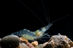 A close-up of a ghost shrimp, with its transparent body and white or yellow spot on its carapace.