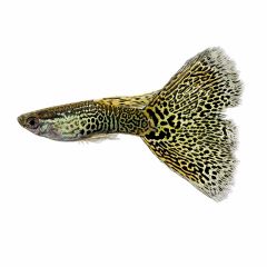 Gold Cobra Delta Guppy