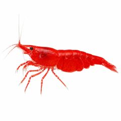 Grade AA Red Cherry Shrimp (Neocaridina davidi) isolated on a white background for sale at The Shrimp Farm.