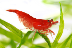 Grade AA red cherry shrimp for sale at The Shrimp Farm. Perfect for adding vibrant color to your aquarium.