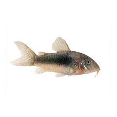 Green Cory Catfish (Corydoras aeneus) isolated on a clean white background showing iridescent green body coloration and detailed fins.