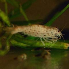 Green Lace Shrimp 