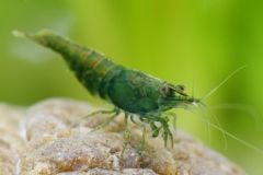 A group of Green Jade shrimp swimming in a freshwater aquarium, showcasing their vibrant green coloration and delicate antennae.