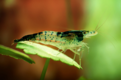 A Green Rili Shrimp swimming in a freshwater aquarium, showcasing their vibrant green and translucent coloration and delicate antennae.