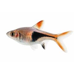 Harlequin Rasbora fish isolated on white background (Trigonostigma heteromorpha)