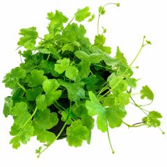 Hydrocotyle Tripartita Japan aquarium plant with bright green clover-shaped leaves on a white background