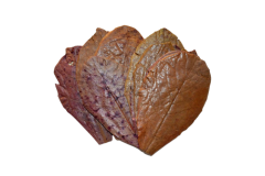 A photo of Indian Almond Leaves