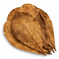 indian almond leaves for shrimp tank white background catappa leaves aquarium dried leaves