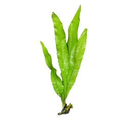 Java Fern (Microsorum pteropus) aquarium plant on white background