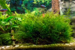 Java Moss can be used as a natural hiding spot for shrimp and other small aquatic creatures