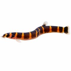 Kuhli loach freshwater fish on white background for sale at The Shrimp Farm