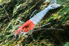 5 Little Red Riding Hood Shrimp 