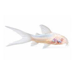 Longfin Albino Corydoras (Corydoras aeneus) for sale on white background