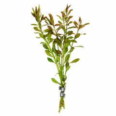 Healthy Ludwigia Arcuata aquarium plant stems with red and green foliage on a white background