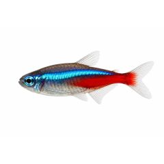 Neon tetra fish isolated on white background – vibrant blue and red freshwater aquarium fish