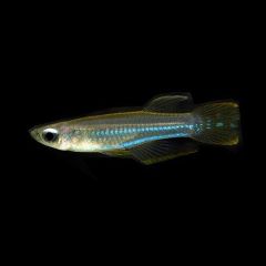 Norman’s Lampeye Killifish with glowing blue stripe on black background in freshwater aquarium