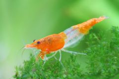 An Orange Rili shrimp in a freshwater aquarium, exhibiting their distinctive orange coloration and delicate antennae.