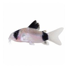 Panda Corydoras catfish on white background freshwater aquarium fish for sale