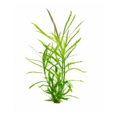 Pogostemon Stellatus Octopus aquarium plant with long narrow green leaves isolated on a white background, popular fast-growing background plant for freshwater planted tanks and shrimp aquariums.