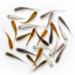 premium medaka ricefish 3cm breeding size white background group