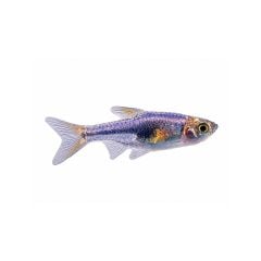 Purple Harlequin Rasbora freshwater aquarium fish on white background.