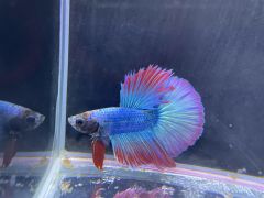 Rainbow Halfmoon Betta Male- F3