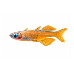 Red Neon Blue Eye Rainbowfish isolated on white background for freshwater aquarium
