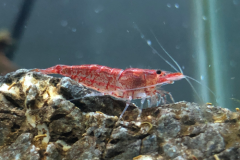 Red Cherry Shrimp