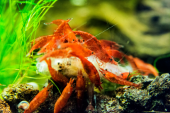 An image of a group of Grade AA red cherry shrimp, known for their vibrant red color, happily eating at the bottom of a freshwater aquarium, surrounded by natural-looking plants and substrate.