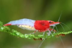 A close-up of a vibrant Red Rili shrimp