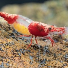 Red Volcano Rili Shrimp for Sale (Neocaridina davidi)