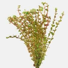 Rotala H’ra red aquarium plant growing in aquascape